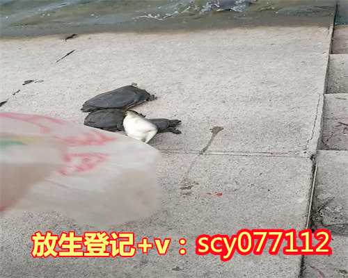 潮州腊月初一放生，潮州哪里比较适合放生乌龟，潮州放生回向公示